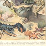Lithograph plate the ocean its fauna and flora 1900