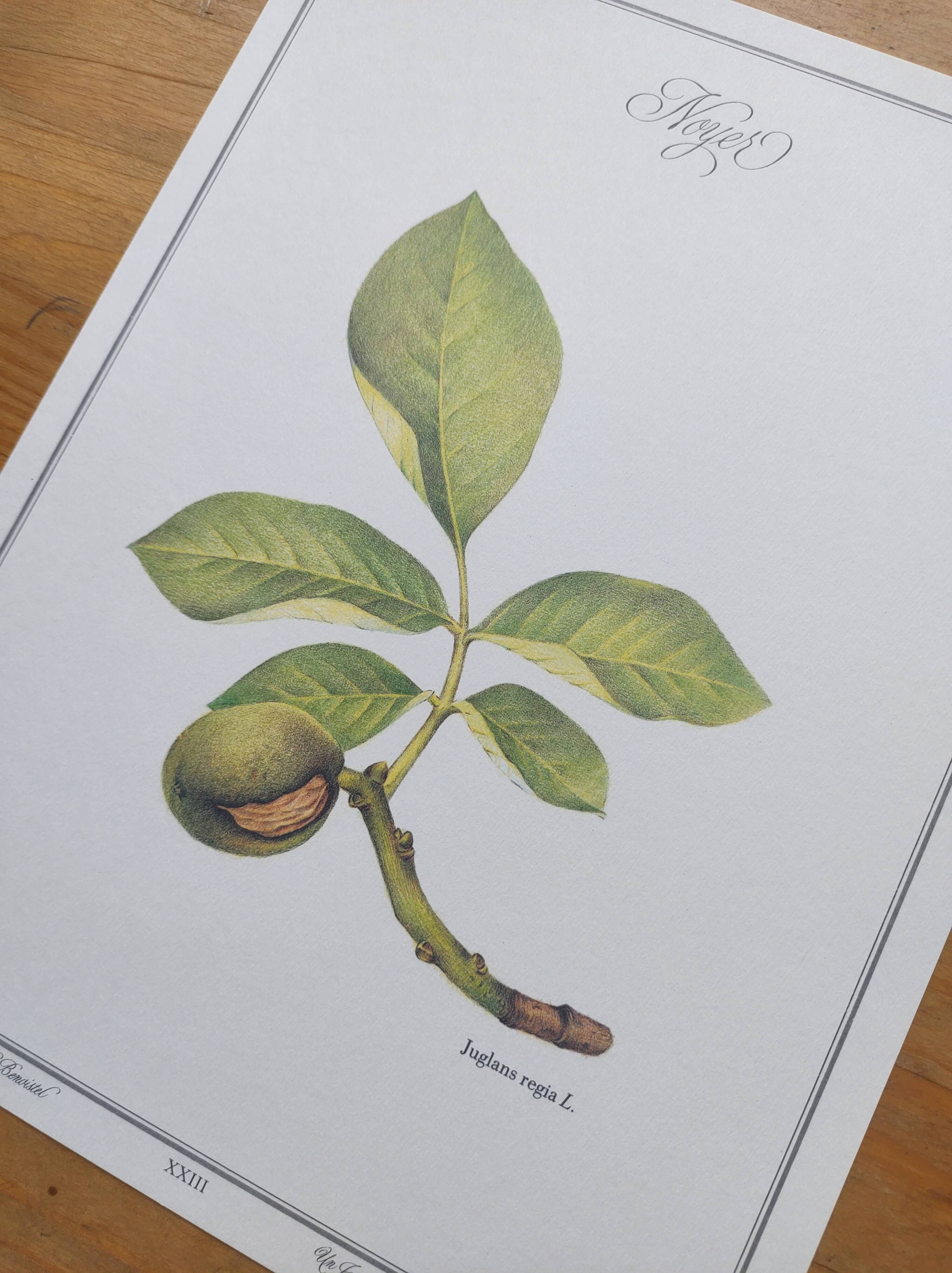 Botanical engraving -Walnut- Illustration of medicinal plants and herbs. Pastels by C. Michaut