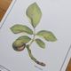 Botanical engraving -Walnut- Illustration of medicinal plants and herbs. Pastels by C. Michaut