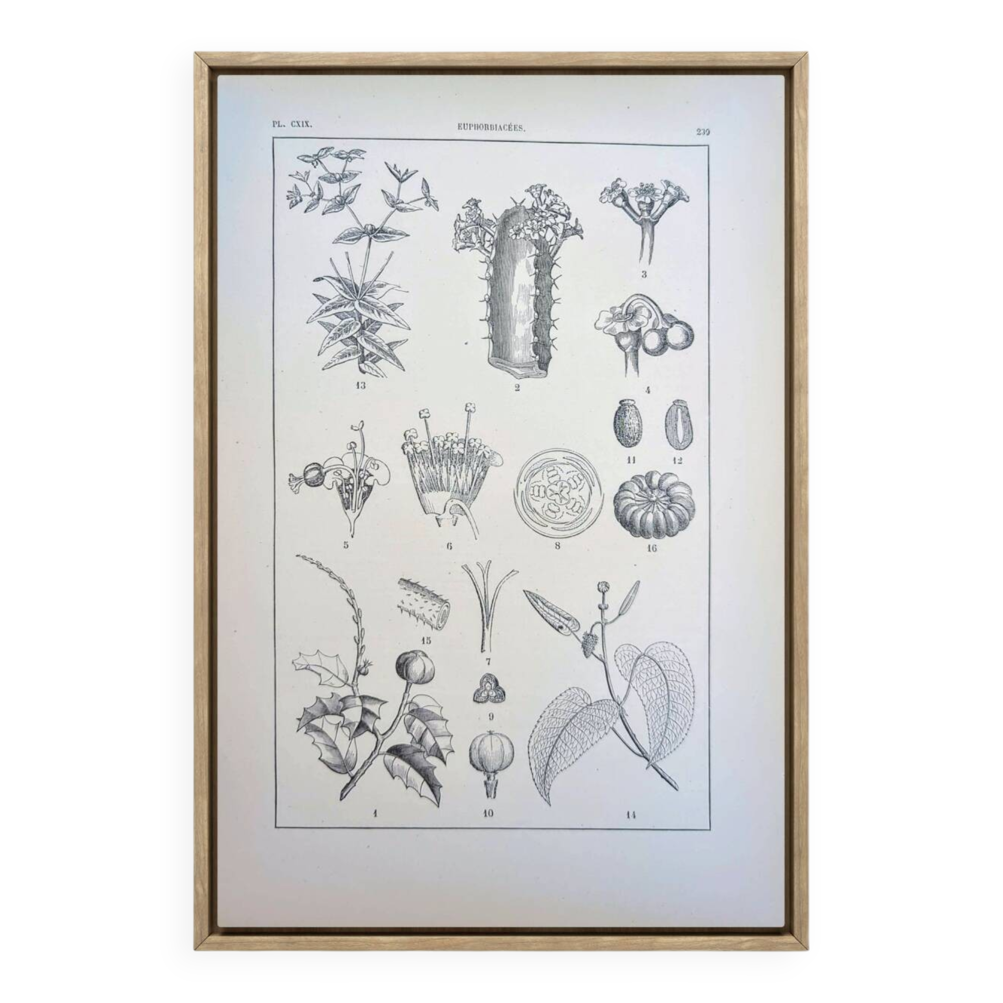 Printed in 1889, the Euphorbiaceae. Antique botanical plate.