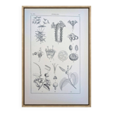 Printed in 1889, the Euphorbiaceae. Antique botanical plate.