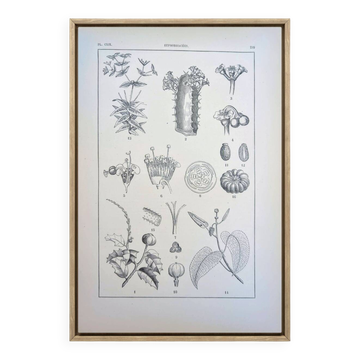 Printed in 1889, the Euphorbiaceae. Antique botanical plate.