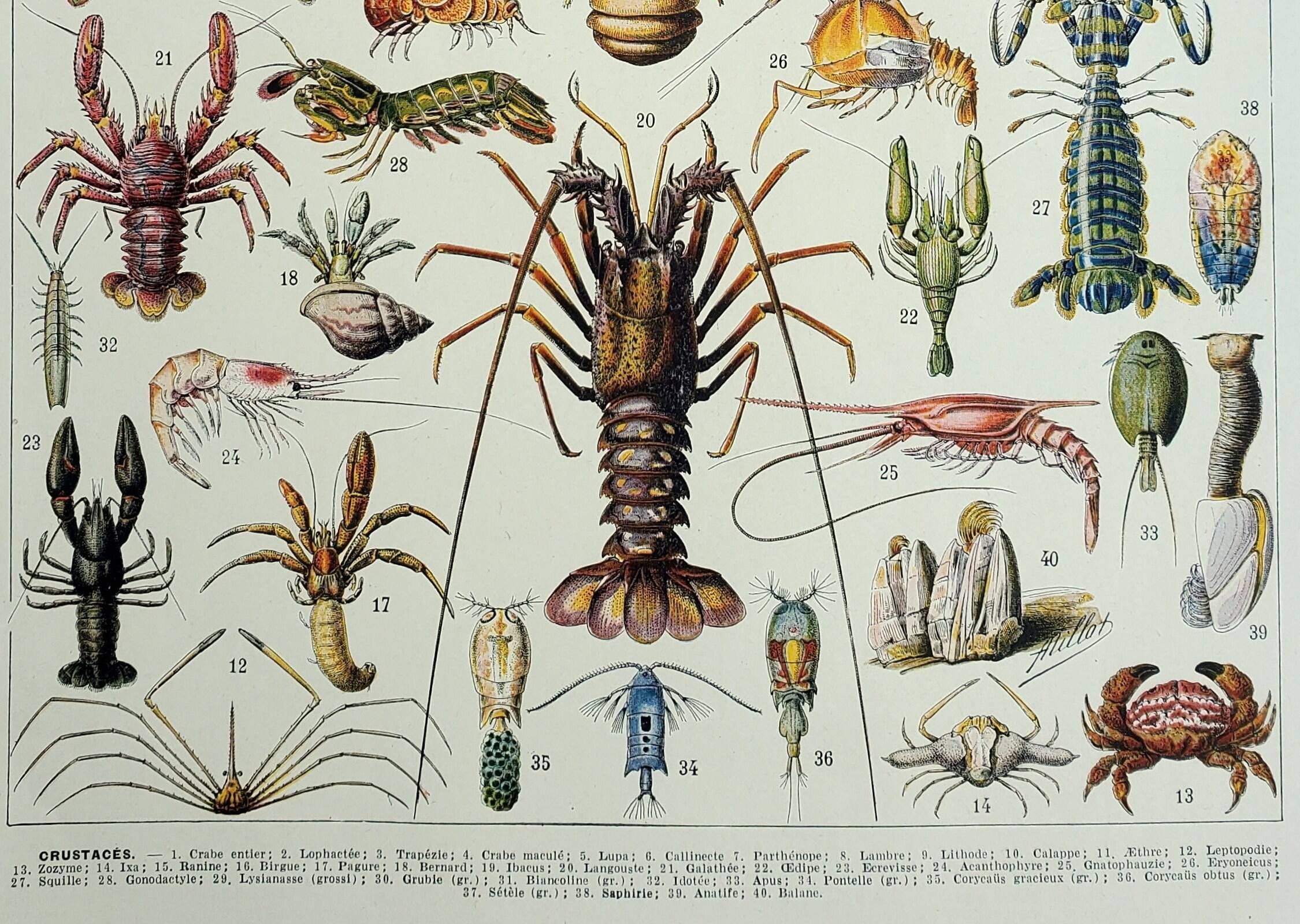 Gravure ancienne 1928, Crustacés, crabe, faune marine, marin ...
