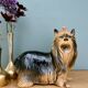 Vintage ceramic dog