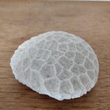 Boule de corail blanc