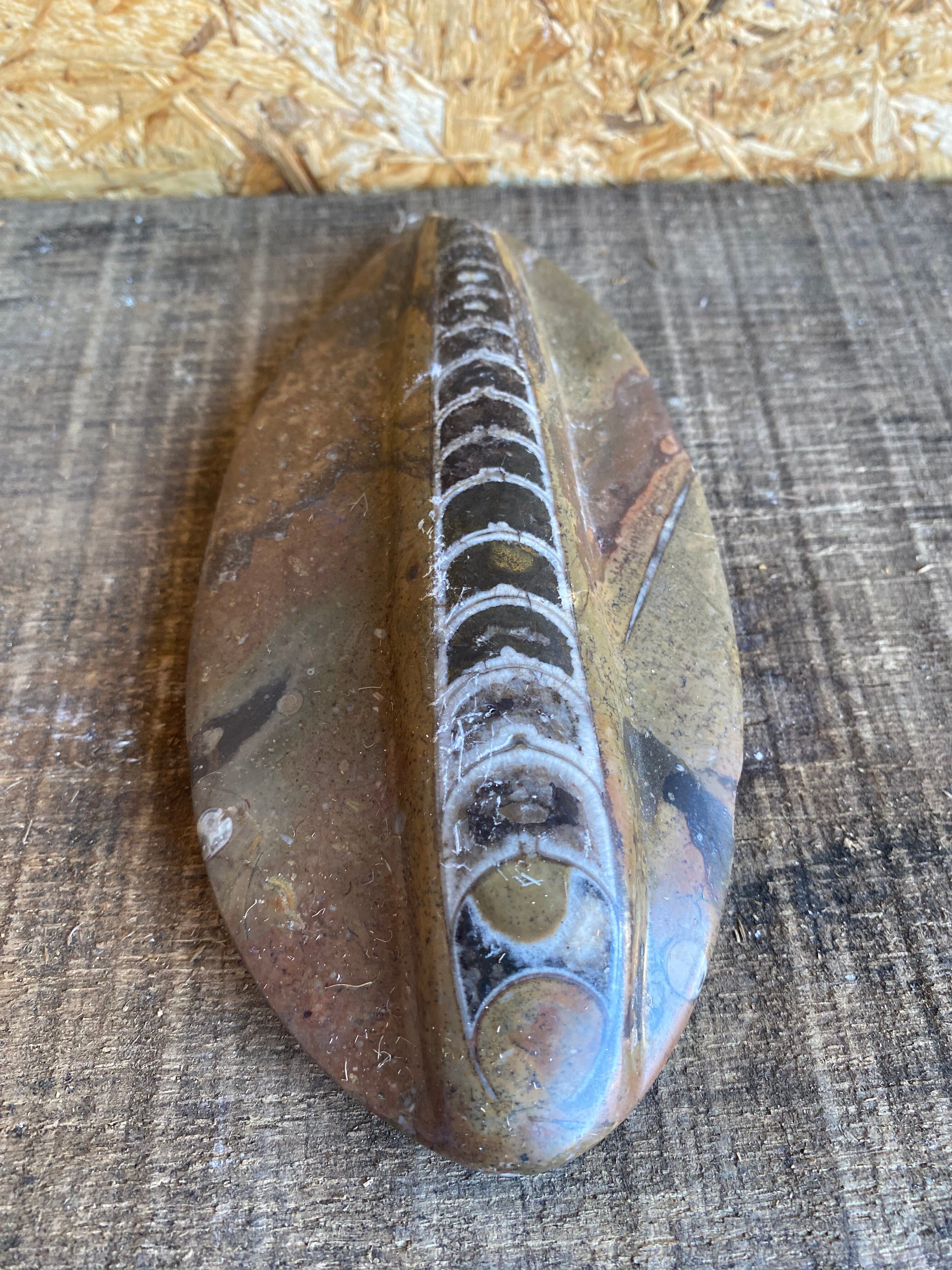 Ancient Fossil Orthoceras Polished Paperweight Vintage #D985