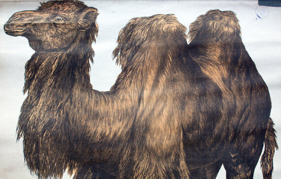 Poster "Camel" wall Engleders lithograph by J. F. Schreiber 1897