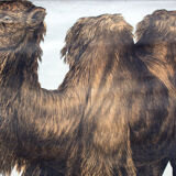 Poster "Camel" wall Engleders lithograph by J. F. Schreiber 1897