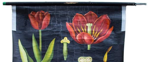 Affiche de l’école de Jung-Koch-Quentell, tulipe, 1970