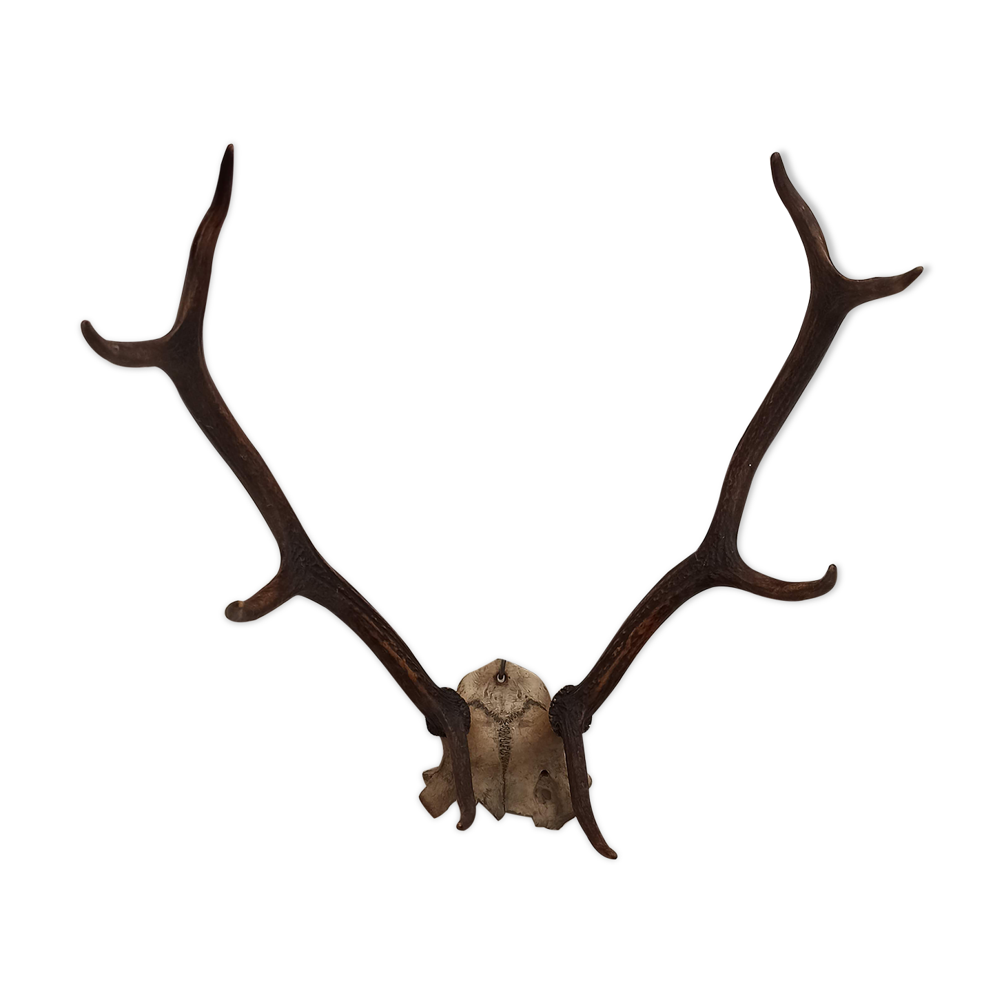 Trophée de chasse corne Cerf crâne