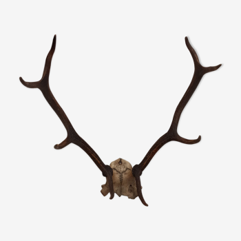 Trophy hunting horn Deer skull