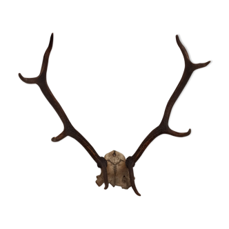 Trophy hunting horn Deer skull