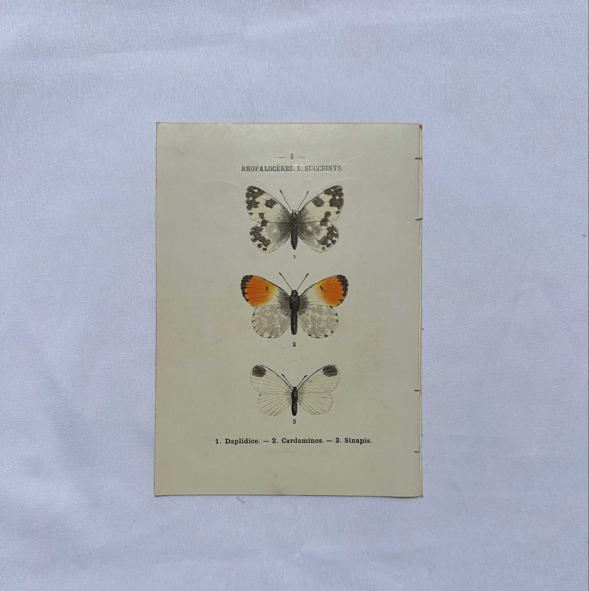 Butterfly engraving botanical plate naturalist science