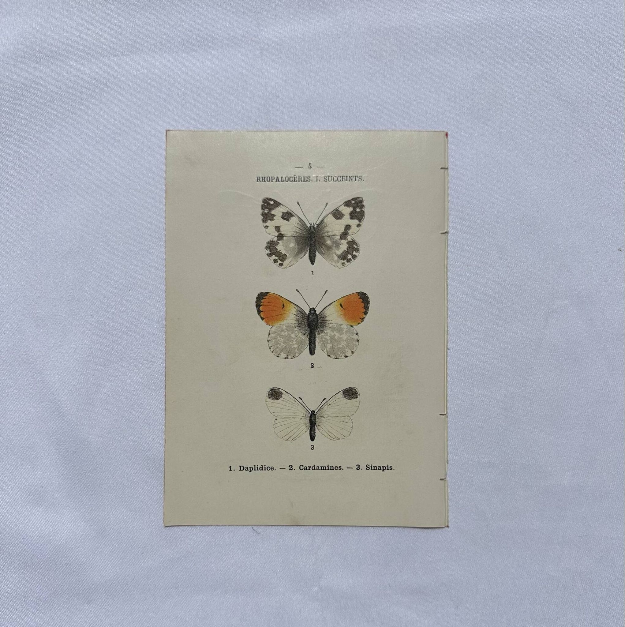 Gravure papillon planche botanique naturaliste science