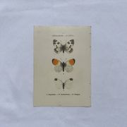 Gravure papillon planche botanique naturaliste science