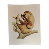 Zoological board