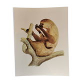 Zoological board