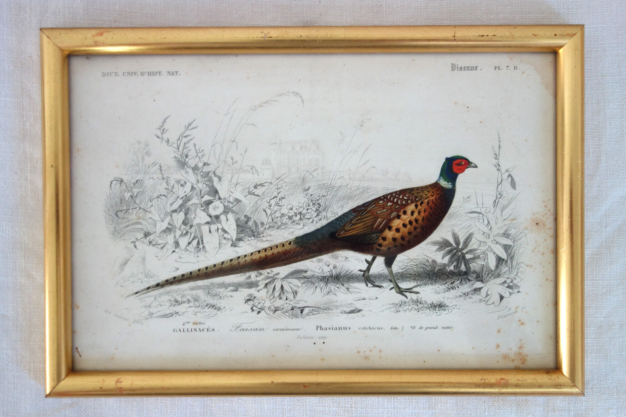5 framed antique bird engravings