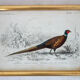 5 framed antique bird engravings