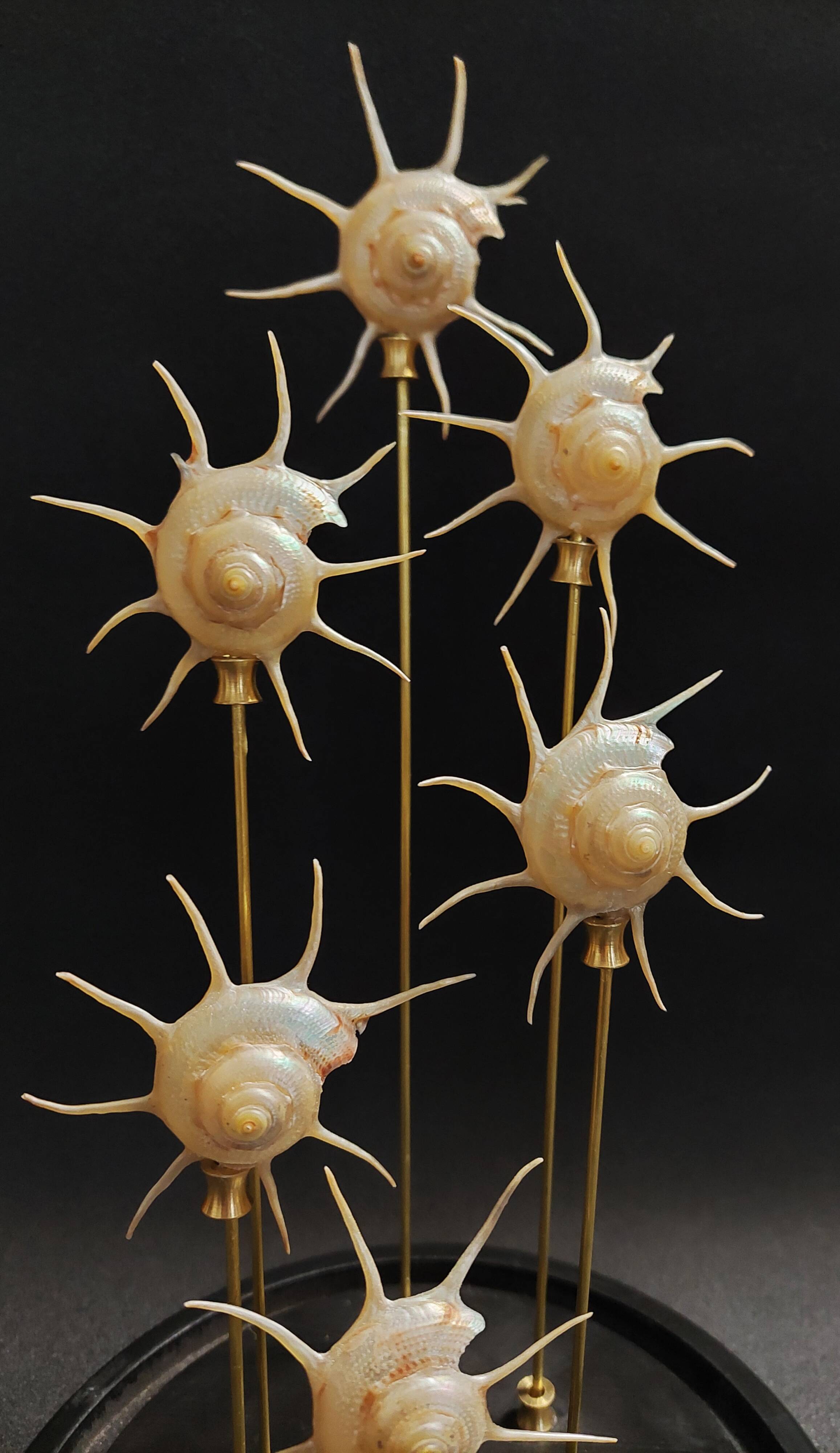 Cabinet de Curiosités globe aux coquillages guildfordia yoka nacrés