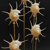 Cabinet of Curiosities globe with pearly Guildfordia Yoka shells