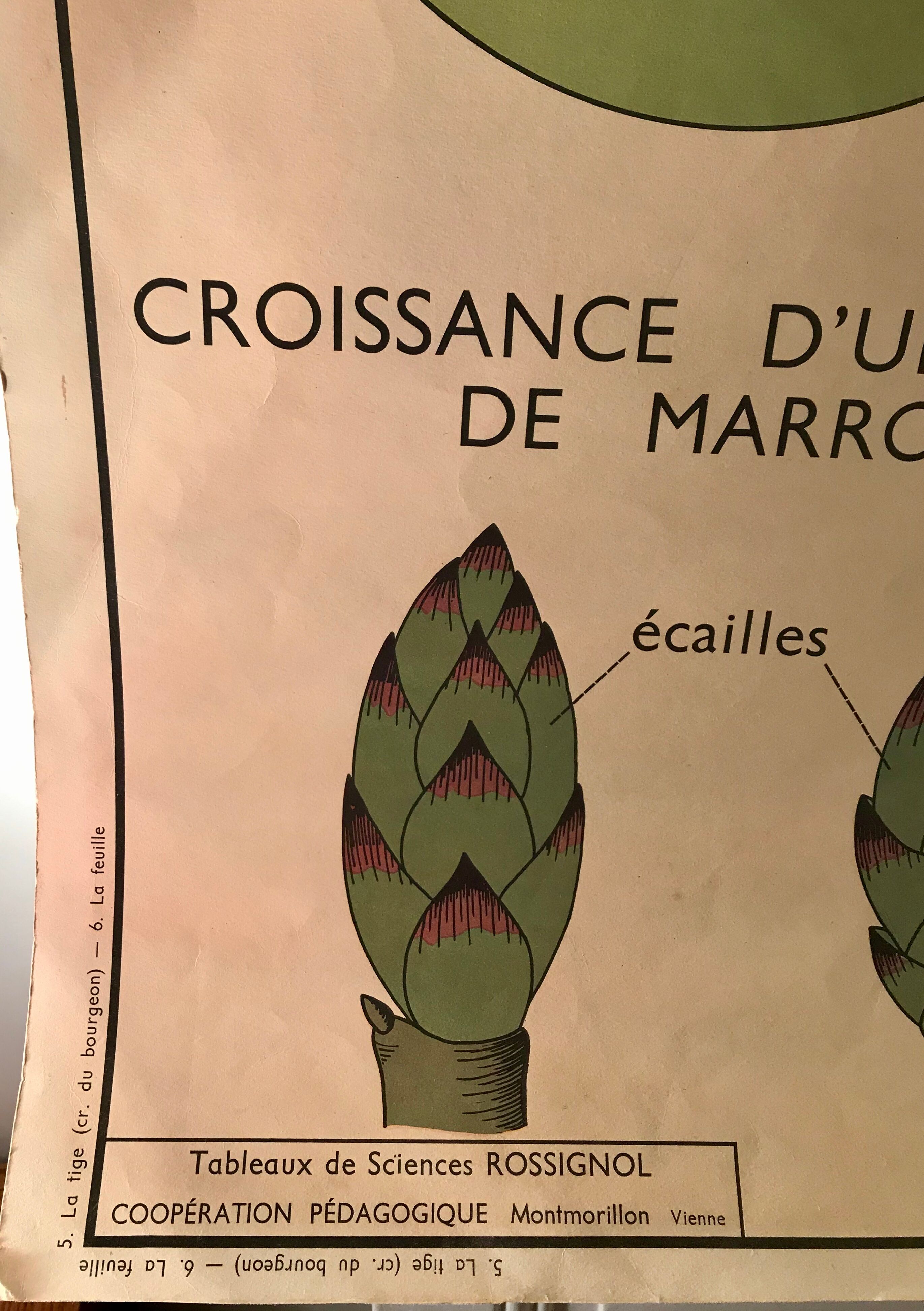 Nightingale educational poster