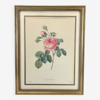 Lithograph of botanical plate of PJ Redouté pink Centfeuille Cristata