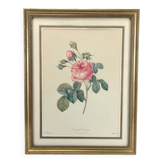 Lithograph of botanical plate of PJ Redouté pink Centfeuille Cristata