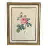 Lithograph of botanical plate of PJ Redouté pink Centfeuille Cristata