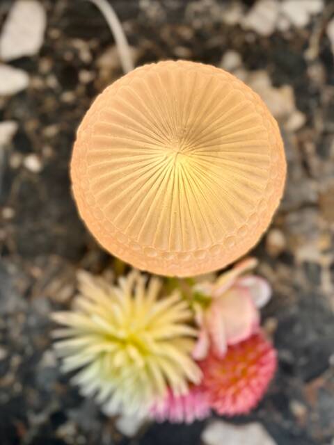 Art Deco lamp in pink glass with floral decoration