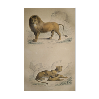 planche zoologique originale de 1839 " le lion, la lionne,.... "