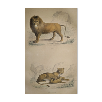 original zoological plate of 1839 " the lion, the lioness,.... "