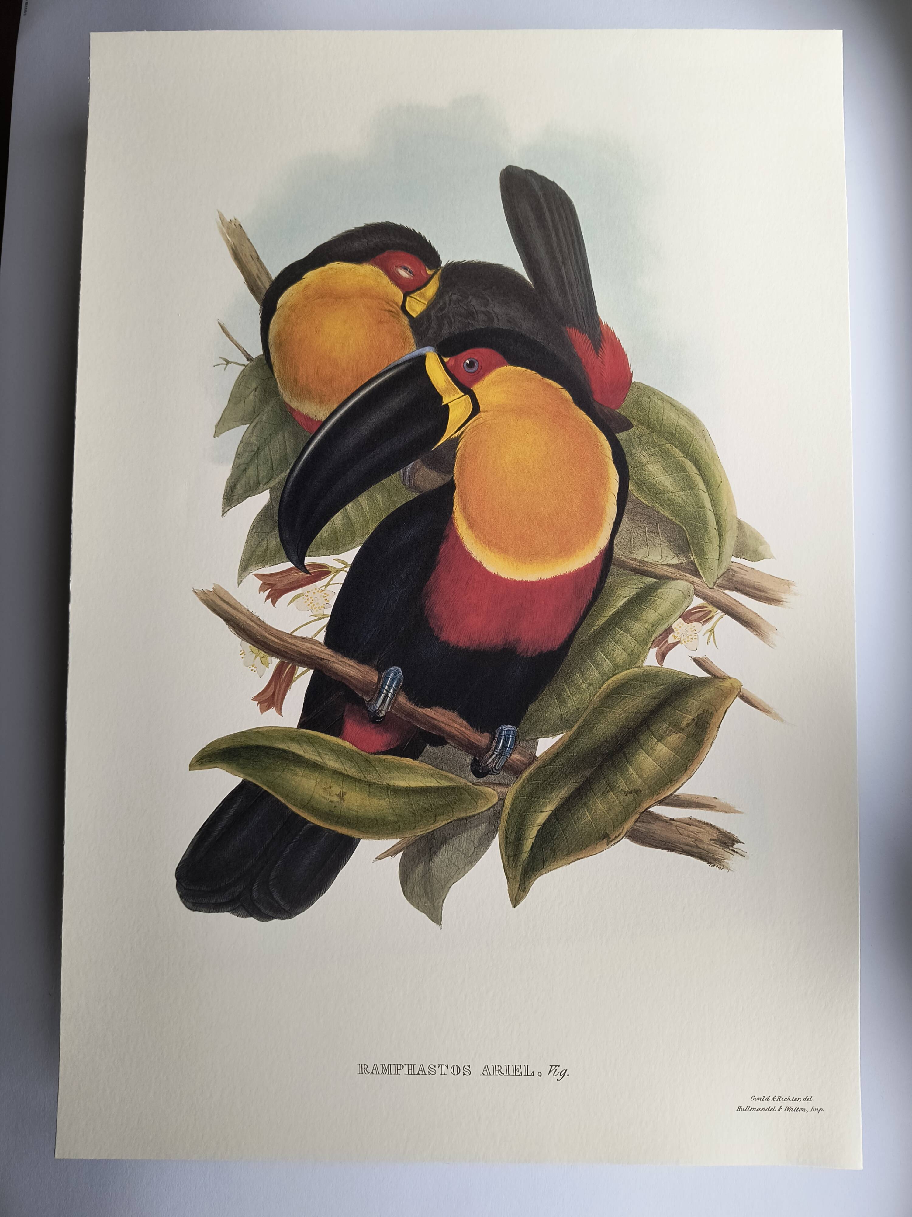 Vintage illustration - Ariel the Toucan - by J. Gould - Nature bird print