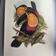 Vintage illustration - Ariel the Toucan - by J. Gould - Nature bird print