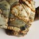 Modern sculpture of a turtle in hard stone, Italy, 20th century