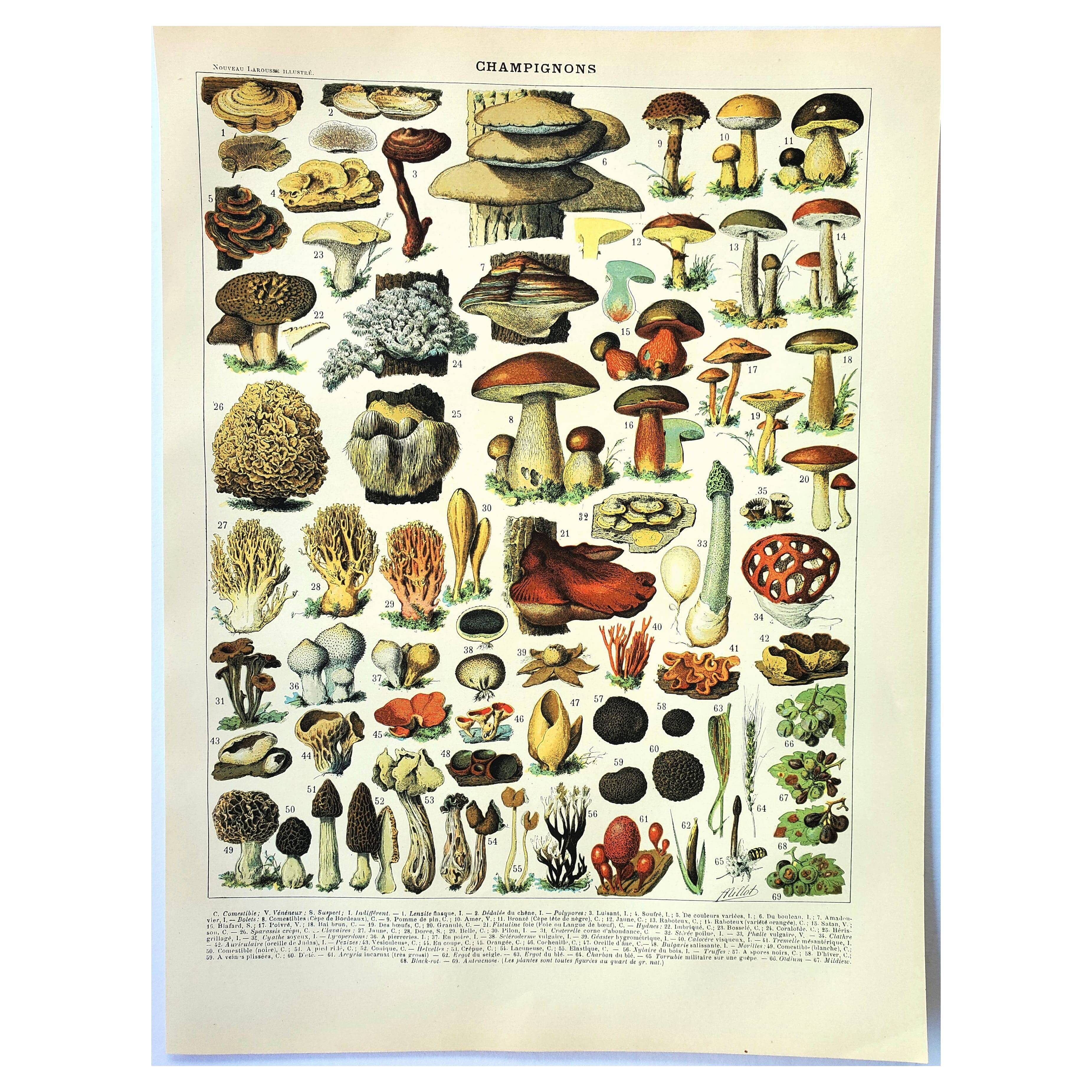 Old engraving from 1897 - Mushrooms (2) by Millot. Botanical plate.