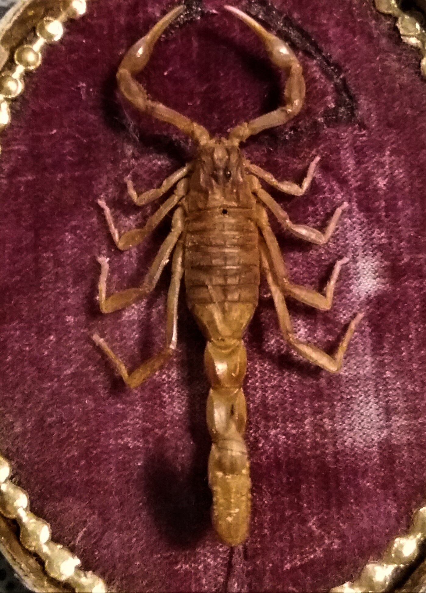 Cabinet of Curiosities medallion with scorpion odonturus dentatus