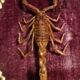 Cabinet of Curiosities medallion with scorpion odonturus dentatus