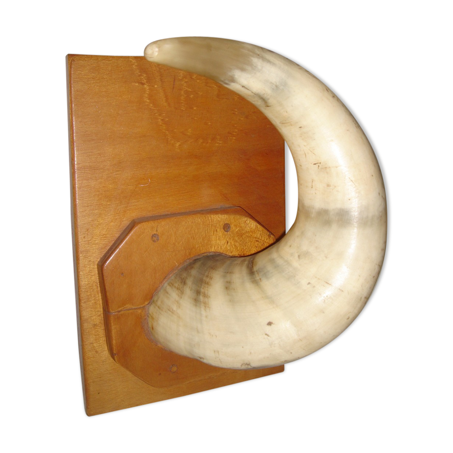 Corne de vache zébu sur socle de bois