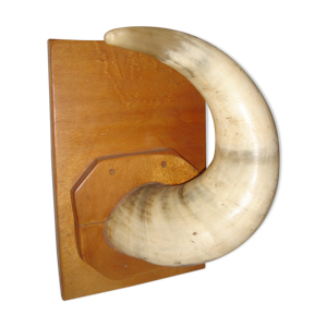 corne de vache zébu