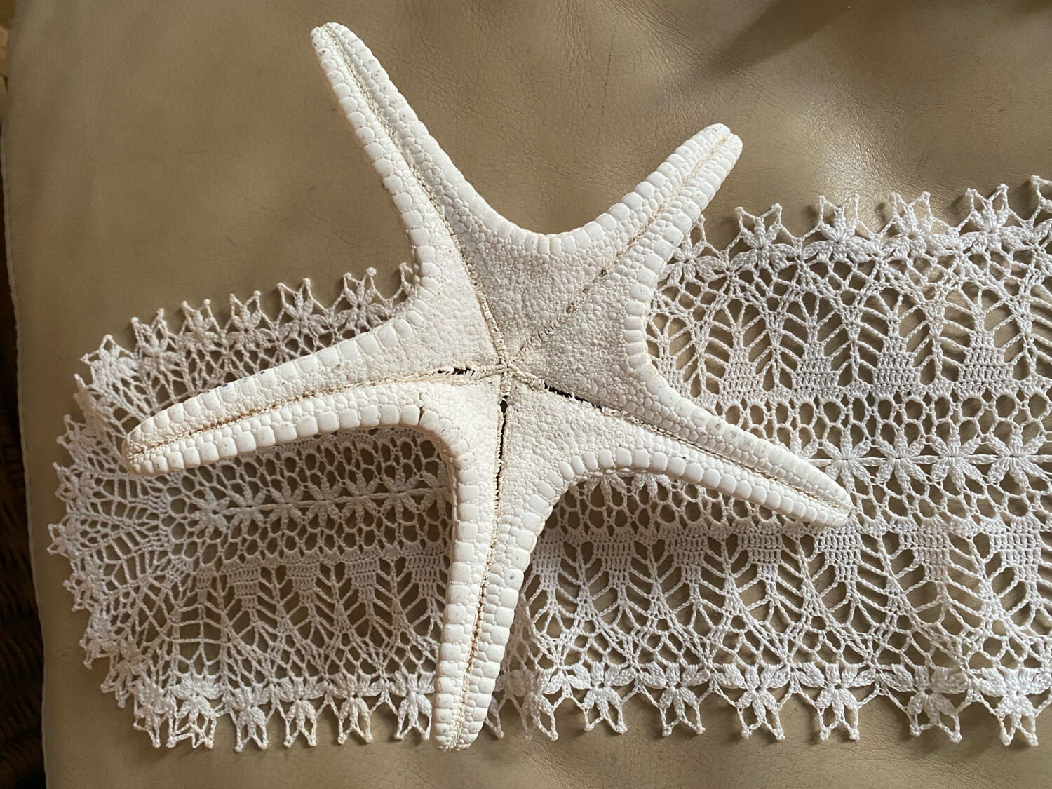 Great starfish Rhino