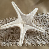 Great starfish Rhino