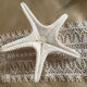 Great starfish Rhino