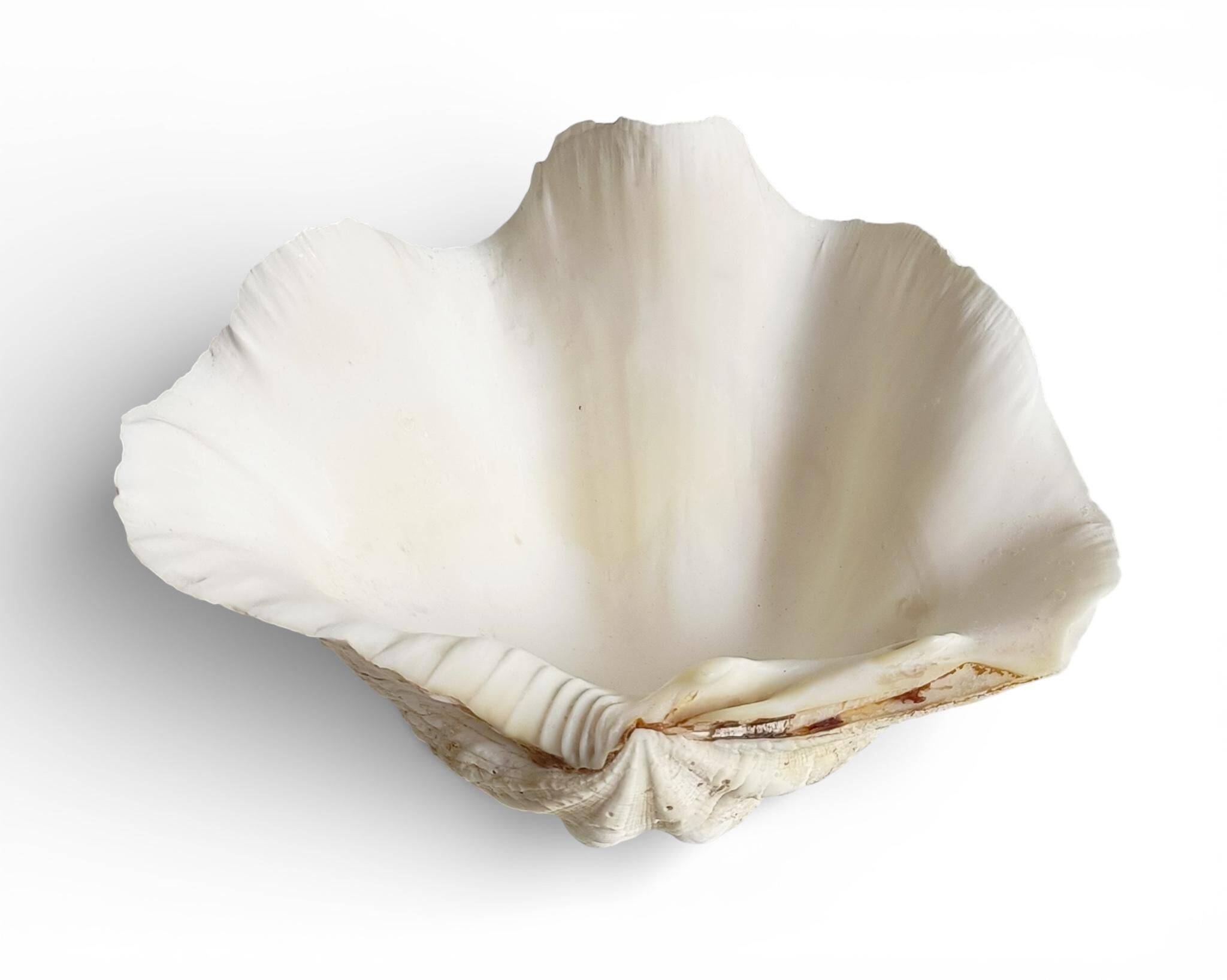 Stunning South Pacific Clam Shell – Sculptural Organic Modern Object
