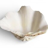 Stunning South Pacific Clam Shell – Sculptural Organic Modern Object