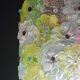 Amazing Vintage Multicolor Murano Glass Flower Chandelier by Seguso