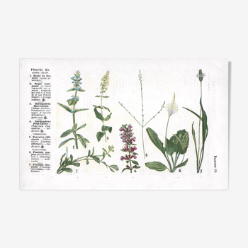Small botanical plate n°45
