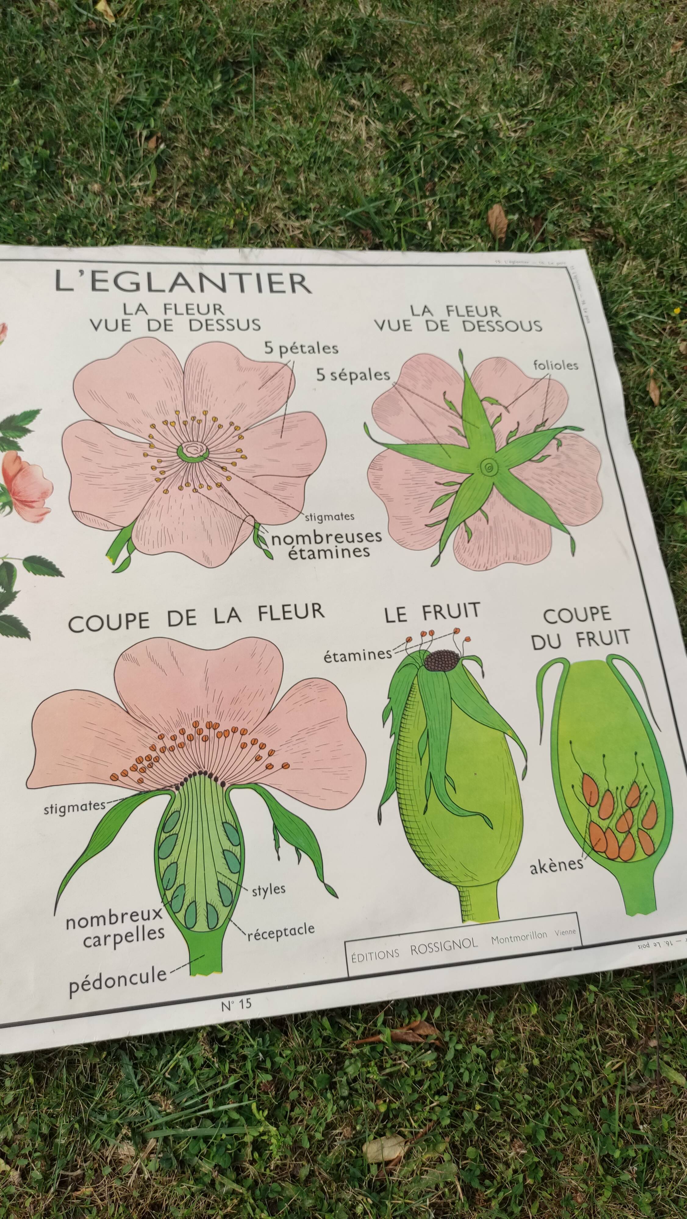 Botanical school poster Montmorillon 15 & 16