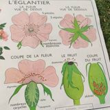 Botanical school poster Montmorillon 15 & 16