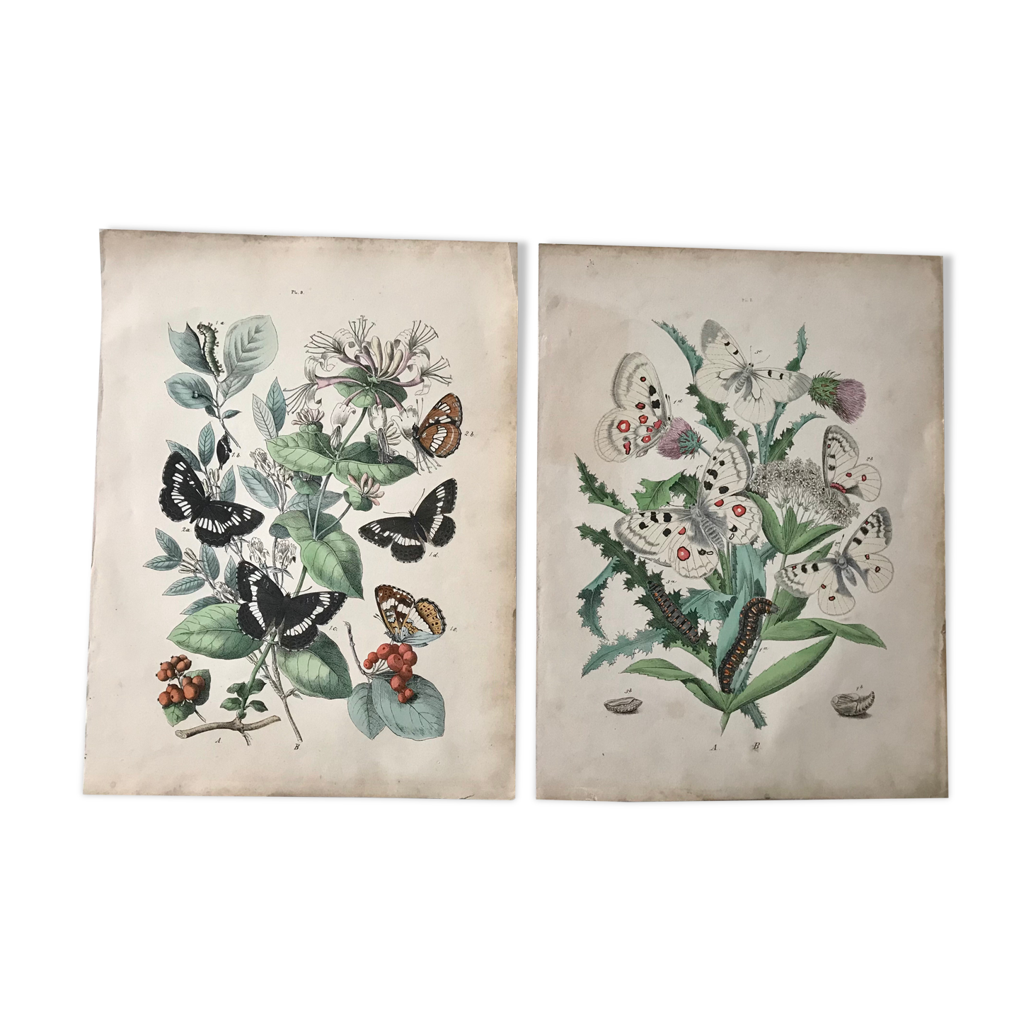 Botanical posters and butterflies 1876